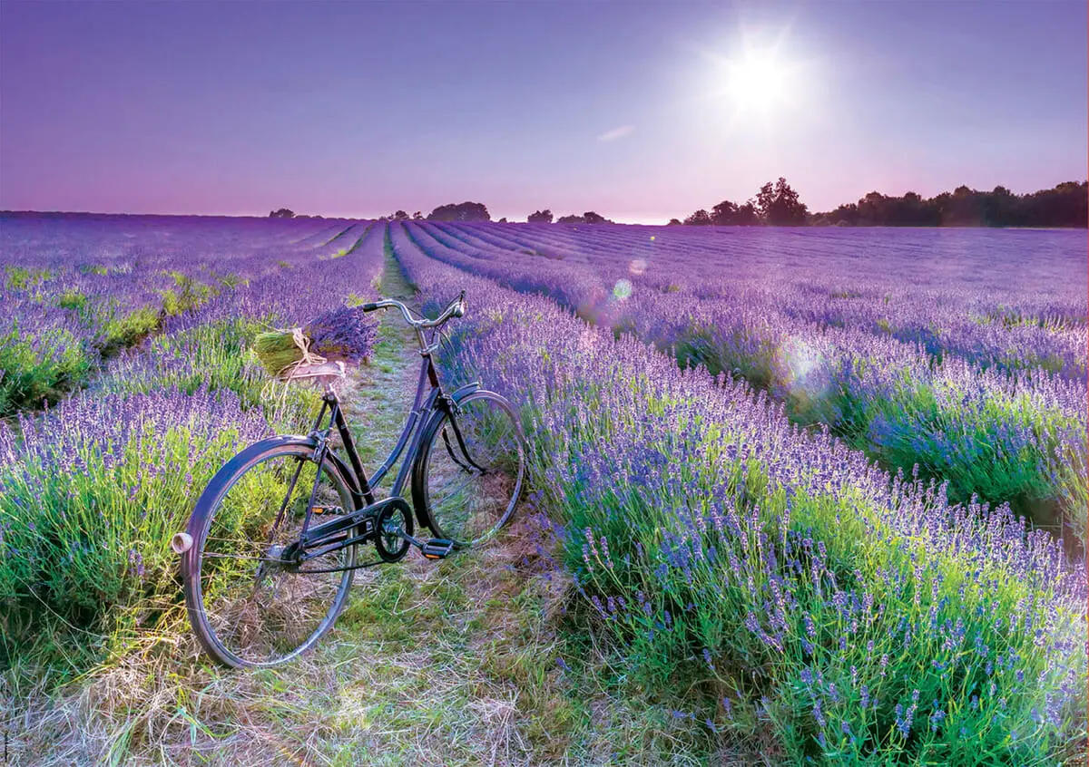 Puzzle Rompecabezas Bicicleta Campo Lavanda 1000pcs Educa Tx